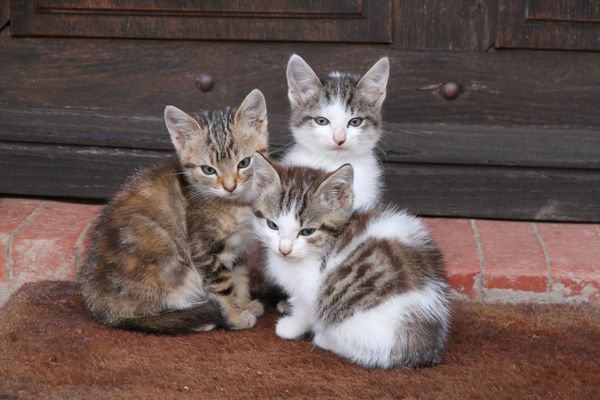 Ils avaient torturé des chatons, deux ados devant le tribunal pour enfants (Image d'illustration)