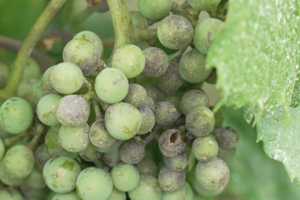 L'oïdium se reconnait au mycélium blanc sur les feuilles et aux grains de raisin éclatés.