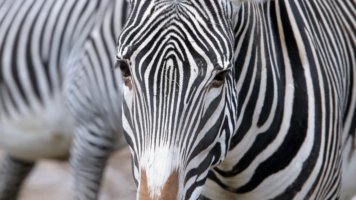 Video Le Bebe Zebre Du Zoo Du Lunaret A Montpellier