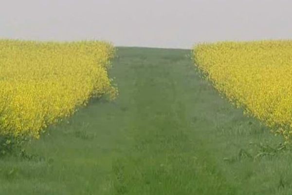 En Bourgogne, le colza est la troisième grande culture derrière le blé tendre et les orges. 