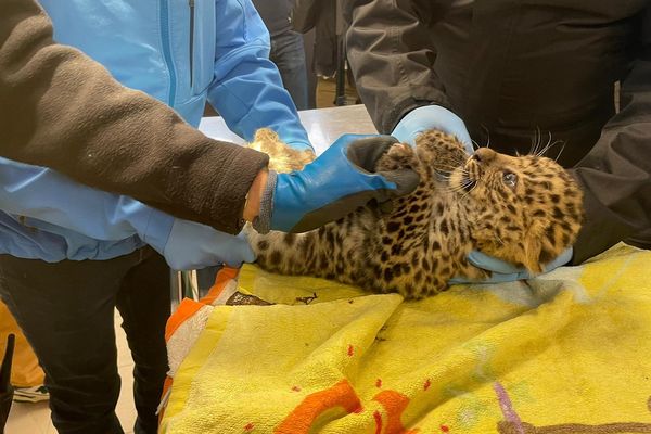 Ce bébé panthère de l'amour est-il un mâle ou une femelle ?