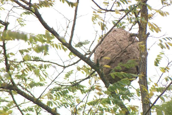 Un nid de frelon asiatique à Villereversure (Ain).