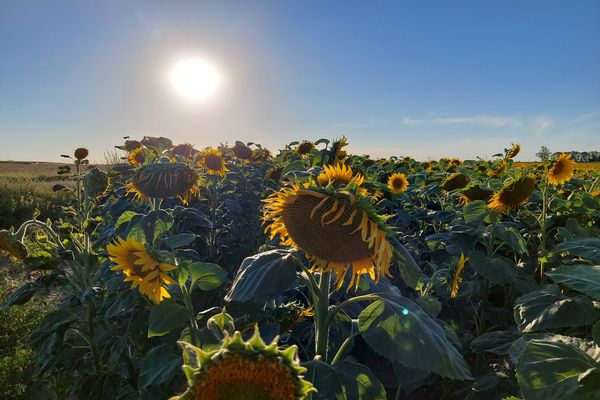 Des tournesols tournent le dos au soleil en Loir-et-Cher (photo d'illustration).