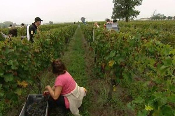 Vendanges en Pomerol