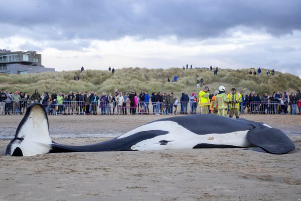 Une orque mâle s'est échouée sur la plage de la Panne, en Belgique, à 20 kilomètres de Dunkerque (Nord), dimanche 29 octobre 2023.