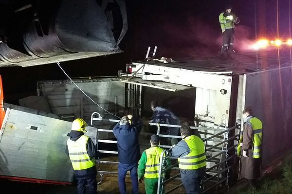 Une bétaillère s'est retournée sur l'autoroute A83 la nuit du 24 au 25 mars 2021. Les vaches coincées dans le véhicule sont évacuées. 