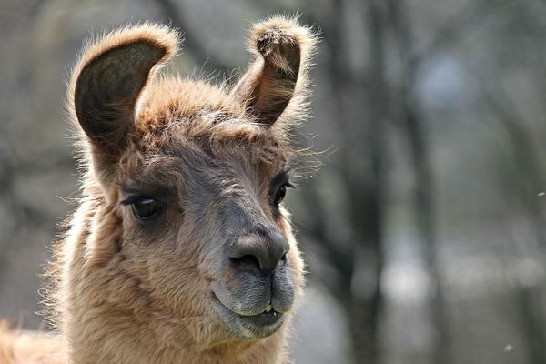 Le lama est un animal originaire de la cordillère des Andes.