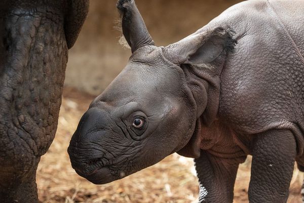 Naissance Exceptionnelle D Un Bebe Rhinoceros Indien Au Zoo De Beauval