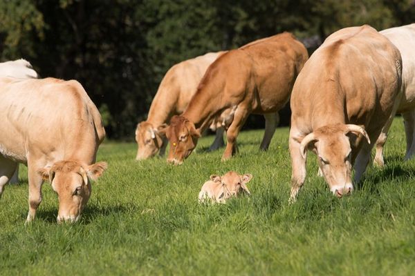 Blondes d'Aquitaine en prairies