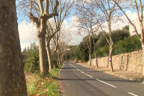 Rangée de platanes empoisonnés à l'entrée de Faugères : à qui profite le crime?