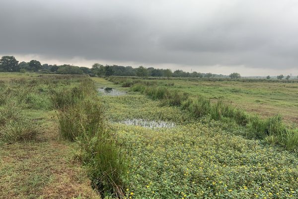 Le marais de Saint-Viaud en Loire-Atlantique, n'est plus entretenu depuis des années.