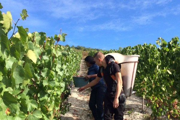 Blanc, rouge, rosé, Châteaugay ou Chanturgue : des vins des Côtes d'Auvergne que l'on pourra déguster dans 6 mois
