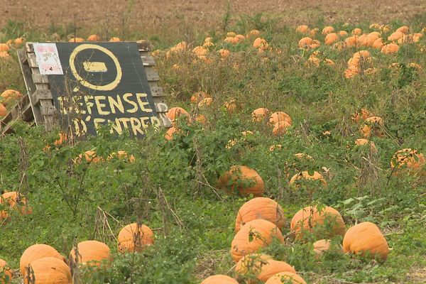 Les agriculteurs cherchent des solutions face aux nombreux vols de fruits et légumes auxquels ils font face.