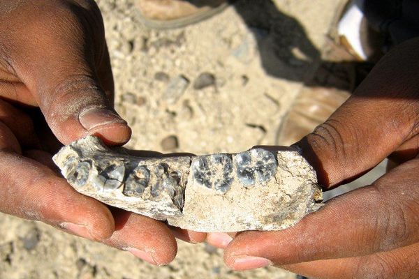 Découverte majeure dans l'Afar éthiopien