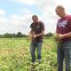 Les frères Luel, agriculteurs à Questembert (Morbihan), ont perdu 80% de leur culture de petits pois à cause des choucas des tours, venus se nourrir dans leur exploitation.