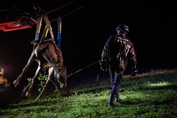 Sédaté, le cheval a pu être manipulé et secouru par l'équipe animalière des pompiers du SDIS 64.