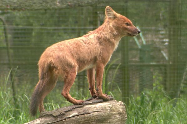 S'il ressemble au renard roux, le dhole est un redoutable prédateur qui chasse en meute