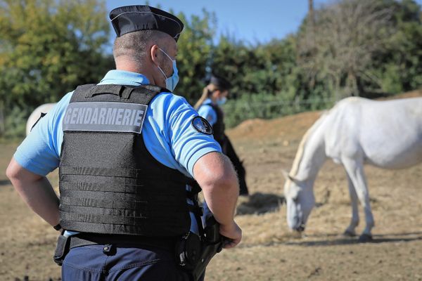 Cheval mutilé et gendarmerie (illustration)