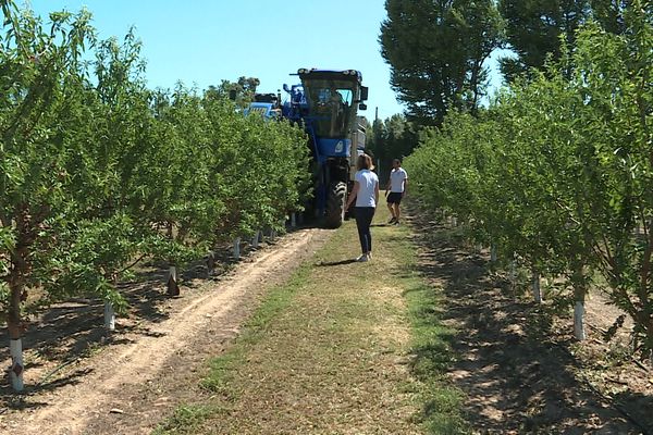 Victor et Manon Planes sont parvenus à récolter dans les Pyrénées-Orientales des amandes et des olives avec la même machine. Une première en France. août 2021.