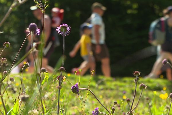 De très nombreux randonneurs affluent dans les Pyrénées cet été, mais tous ne savent pas comment se comporter en montagne tout en respectant la nature et le pastoralisme. 