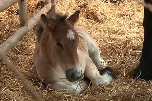 Depuis mars 2018, un poulain à naître est en vente sur la plateforme My Horse Family