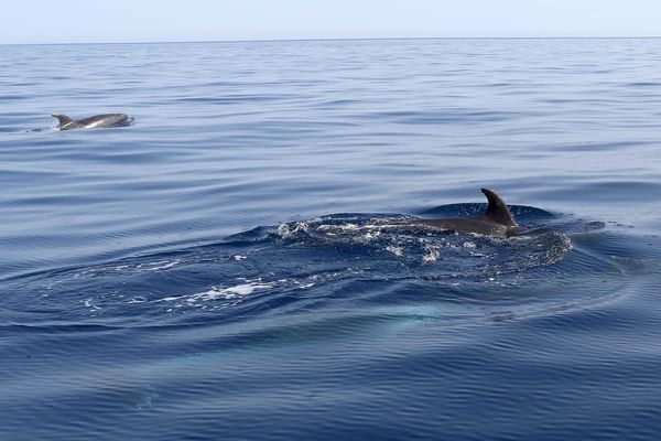 Des dauphins dans la réserve marine de Cerbère-Banyuls (sept-2019).