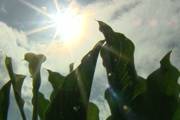 Le pic de canicule ce 12 août touchera la Seine-Maritime dans les terres et la partie Est du Calvados