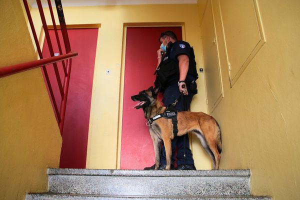 Les chiens policiers comme Mac partent en retraite dès qu'ils ont 8 ans