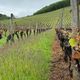 La baisse des rendements des vignes suite aux aléas climatiques affecte aussi les viticulteurs d'Occitanie.