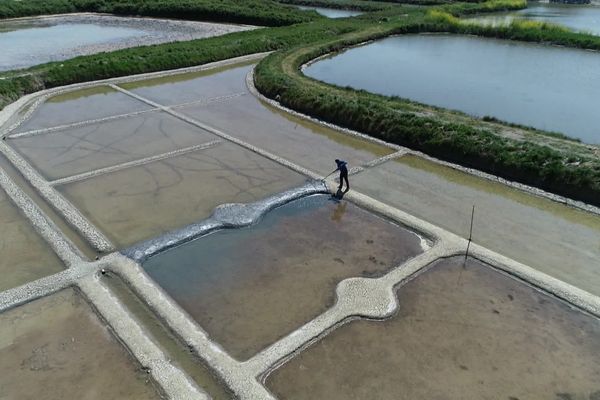 Un paludier fait ses récoltes dans les marais salants de Guérande