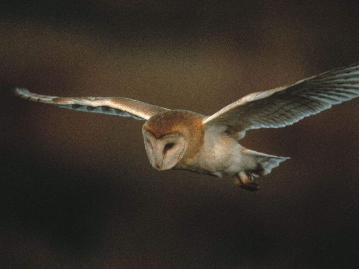 La Nuit de la Chouette dure 31 jours en mars ! - Beauval Actus