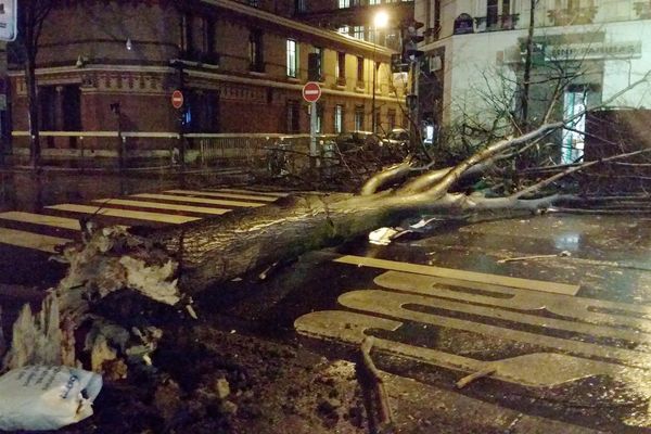 Un arbre tombé dans le 15ème arrondissement de Paris, suite au passage de la tempête Eleanor, le 3 janvier 2018.