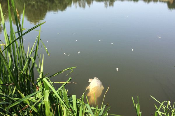 Le manque d'oxygène engendré par la canicule a tué 300 kilos de poissons à l'étang des Planches, sur la commune de Sainte-Christine, dans le Puy-de-Dôme. 