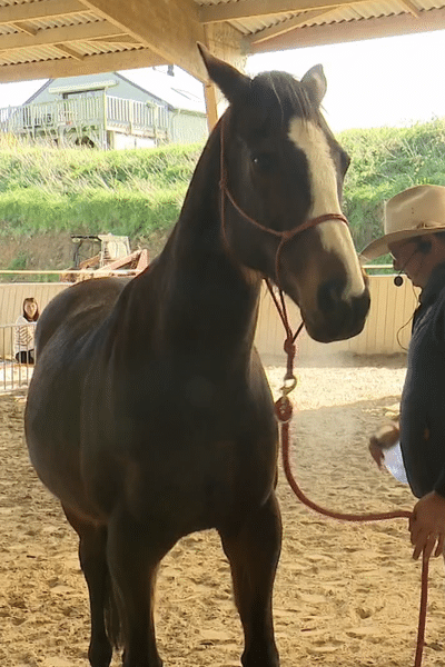 Andy Booth, l'homme qui parle le langage des chevaux, lors d'un stage à Cancale ce 7 avril 2024