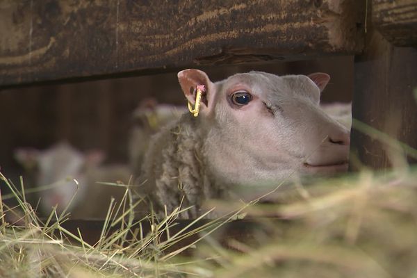 Rien que sur l'année 2019, Sophie De Boisgrellier a perdu 386 animaux.