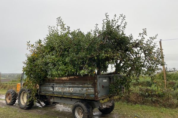 Jean-François Giraud, arboriculteur creusois qui prend bientôt sa retraite, vend aux particuliers une douzaine de variétés de pommiers, au Chauchet.