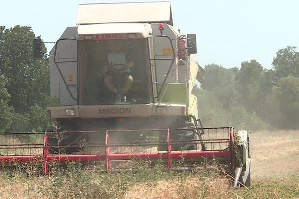 A Nîmes, la moisson du blé a commencé avec un retard certain.