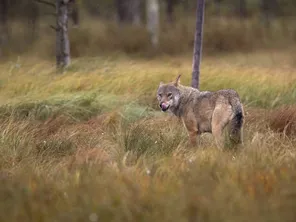 ILLUSTRATION : en 2024, dans la Nièvre, la préfecture a recensé 21 attaques qui pourraient être imputé au loup. C'est près de deux fois plus par rapport à l'année précédente