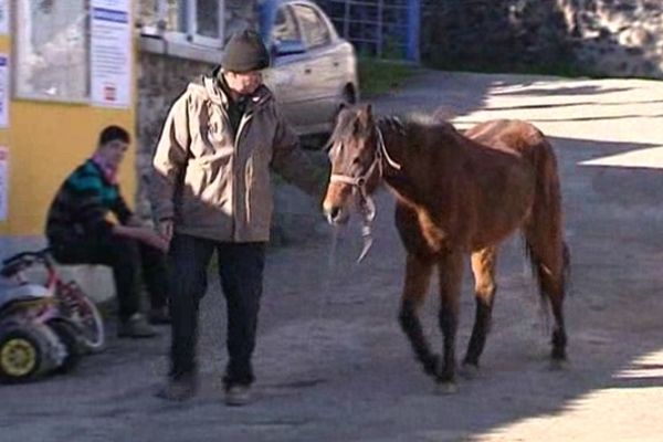 La quarantaine de poneys de l'exploitation souffre d'un mal qui viendrait de son alimentation