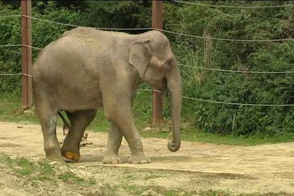 Nina, femelle adulte du zoo du Pal dans l'Allier, a frôlé l'euthanasie. Ses soigneurs ont pu guérir sa double fracture tibia péroné et la sauver.