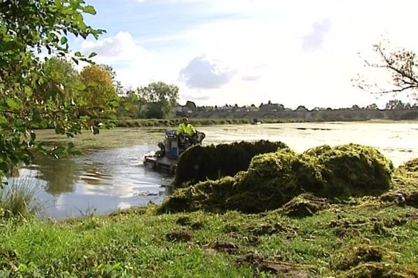 Jussie et élodée du Canada, deux algues qui n'ont rien à faire dans une rivière ou un fleuve.