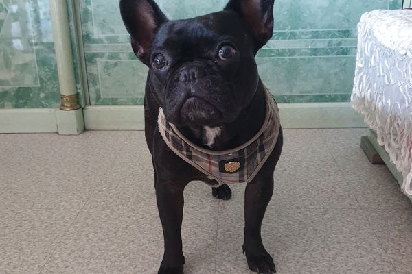 Le chien Nala, un bouledogue français, n'a pas survécu à une chute du 4e étage.