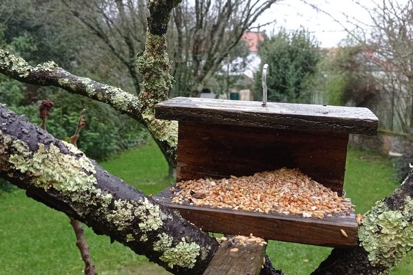 Il y a de moins en moins d'oiseaux dans les jardins, même si on leur donne de quoi se nourrir.