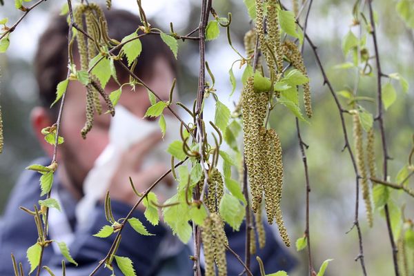 Le pollen de bouleau est très fin et volatile