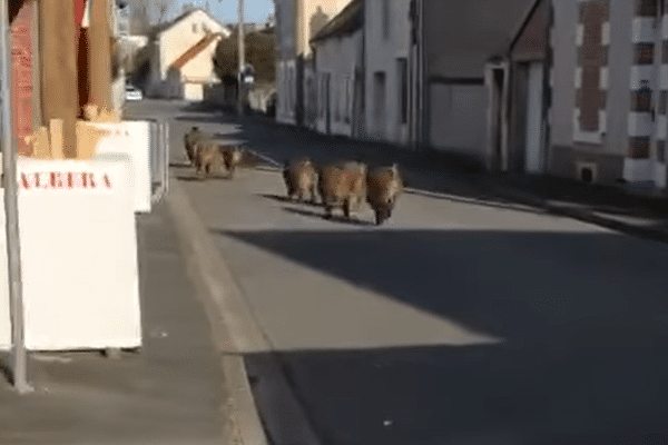 Sept sangliers ont traversé le centre-ville de Cosne-Cours-sur-Loire (Nièvre).