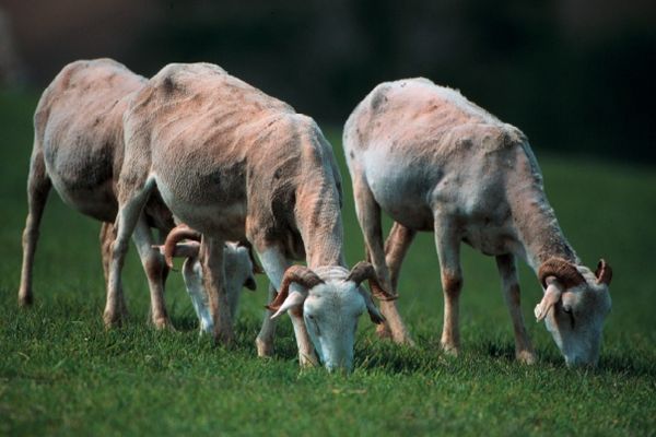 Les chèvres ne sont pas considérées comme des animaux féroces et malfaisants.