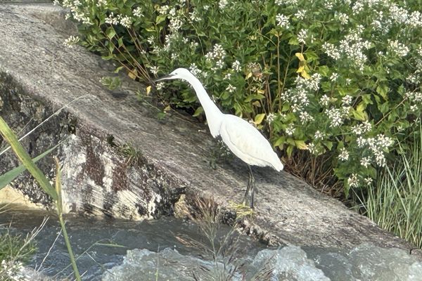 L'aigrette, un oiseau que l'on retrouve dans les marais de Rochefort (image d'illustration).