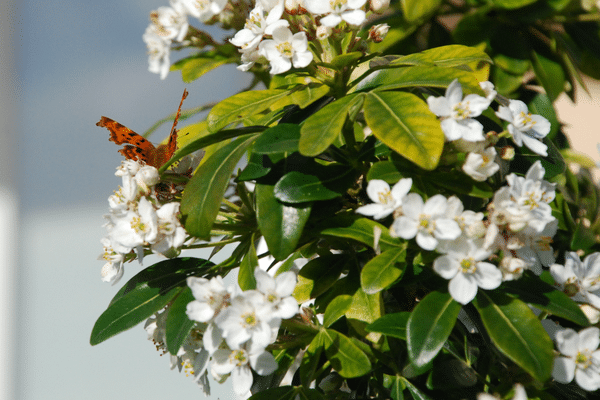 Un papillon en Haute-Vienne 