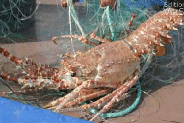 Les langoustes peuplent la mer méditérranée