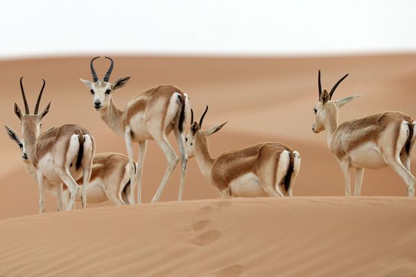 Dans l'Allier, le PAL participe à des programmes de reproduction et de réintroduction d'espèces menacées dans leur milieu naturel. Par exemple, le PAL a réintroduit des oryx qui sont une espèce de bovidé se rapprochant des antilopes. 